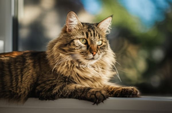As raças de gato mais independentes e afetuosas